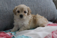 Maltipoo