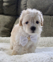 Maltipoo