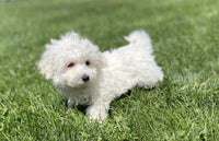 Maltipoo