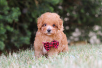 Maltipoo