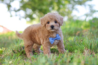 Maltipoo