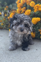 Maltipoo