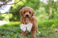 Maltipoo