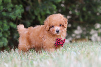 Maltipoo