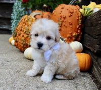 Maltipoo