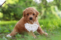 Maltipoo