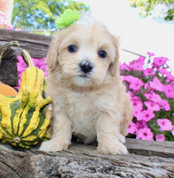 Maltipoo