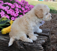 Maltipoo