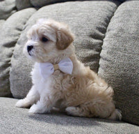 Maltipoo