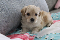 Maltipoo