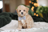 Maltipoo