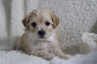 Maltipoo