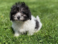 Maltipoo