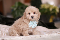 Maltipoo