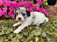 Maltipoo