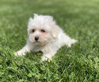 Maltipoo