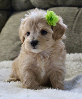 Maltipoo