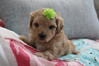 Maltipoo