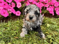 Maltipoo