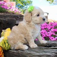 Maltipoo