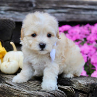 Maltipoo