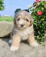 Mini Aussiepoo