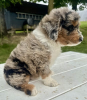 Mini Aussiepoo