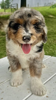 Mini Aussiepoo