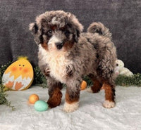 Mini Bernedoodle
