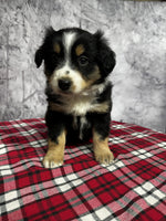 Mini Australian Shepherd