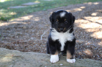 Mini Australian Shepherd