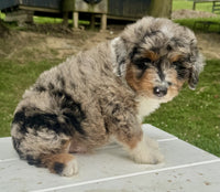 Mini Aussiepoo