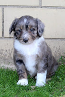 Mini Aussiepoo