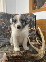 Mini Australian Shepherd