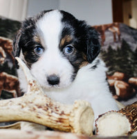 Mini Australian Shepherd