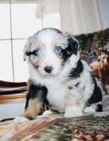 Mini Australian Shepherd