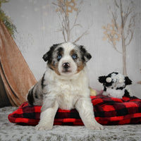 Mini Australian Shepherd