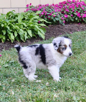 Mini Australian Shepherd