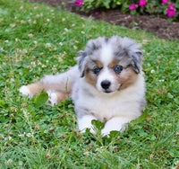 Mini Australian Shepherd