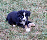 Mini Australian Shepherd
