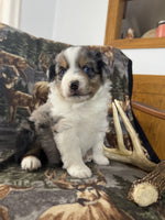 Mini Australian Shepherd