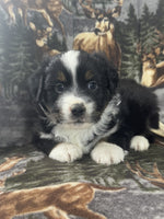 Mini Australian Shepherd