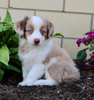 Mini Australian Shepherd