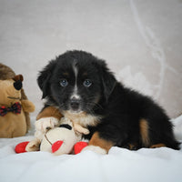 Mini Australian Shepherd