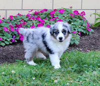 Mini Australian Shepherd