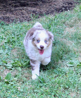 Mini Australian Shepherd