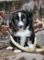 Mini Australian Shepherd