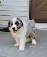 Mini Australian Shepherd