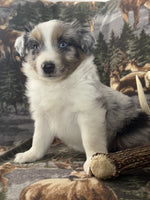 Mini Australian Shepherd