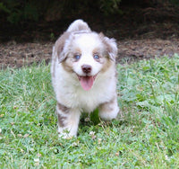 Mini Australian Shepherd